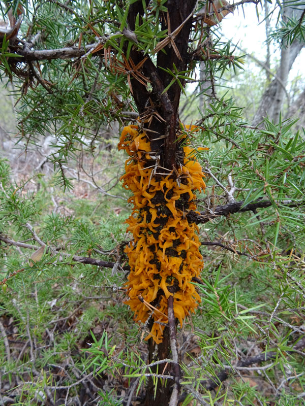 da determinare....su ginepro